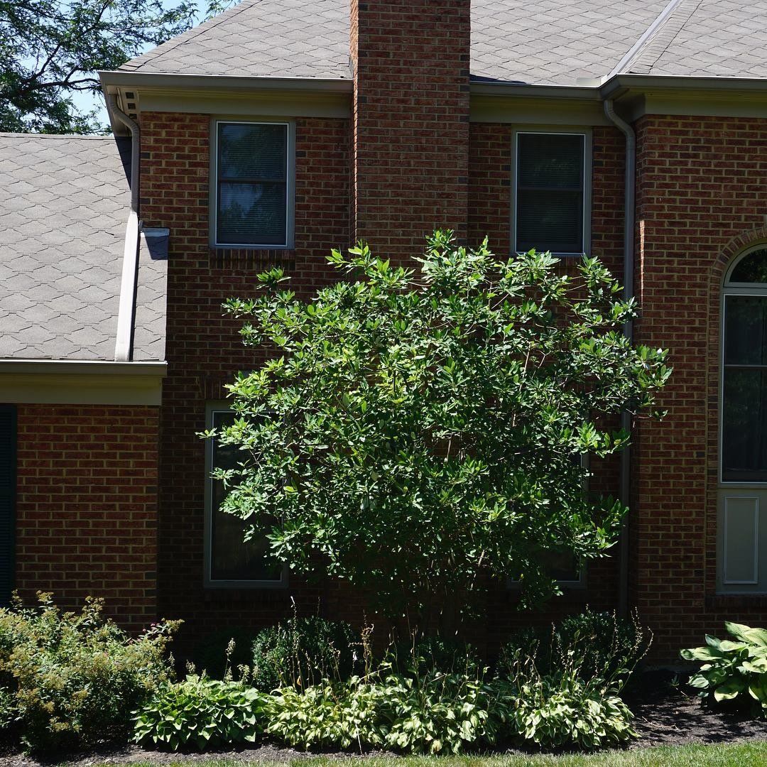 Trimming Overgrown Branches, Cincinnati, OH