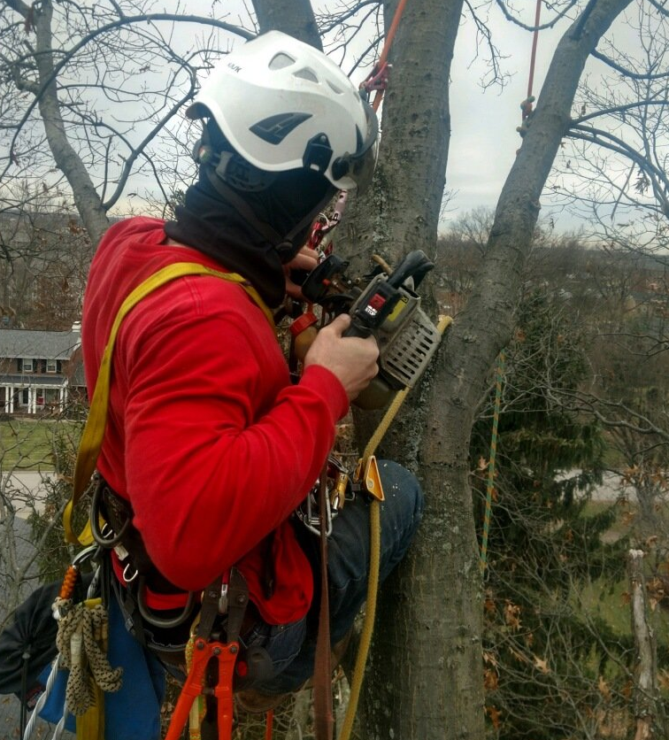 Tree Cabling Services