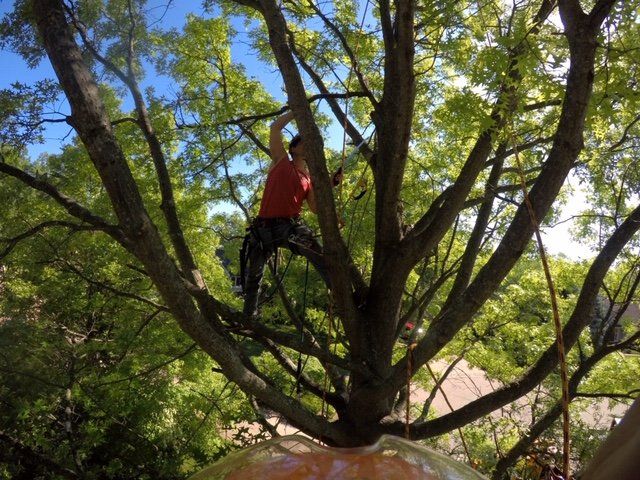 Professional Tree Care