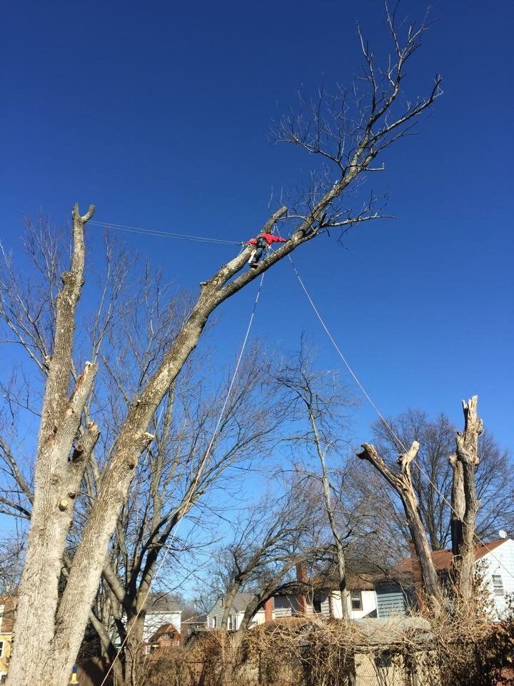 Dead Tree Services