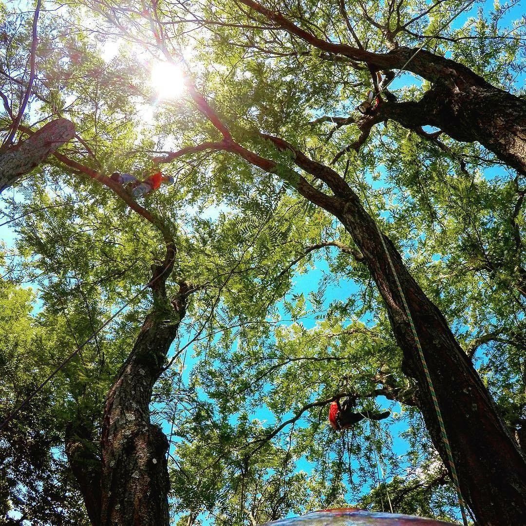 Tree Trimming Company