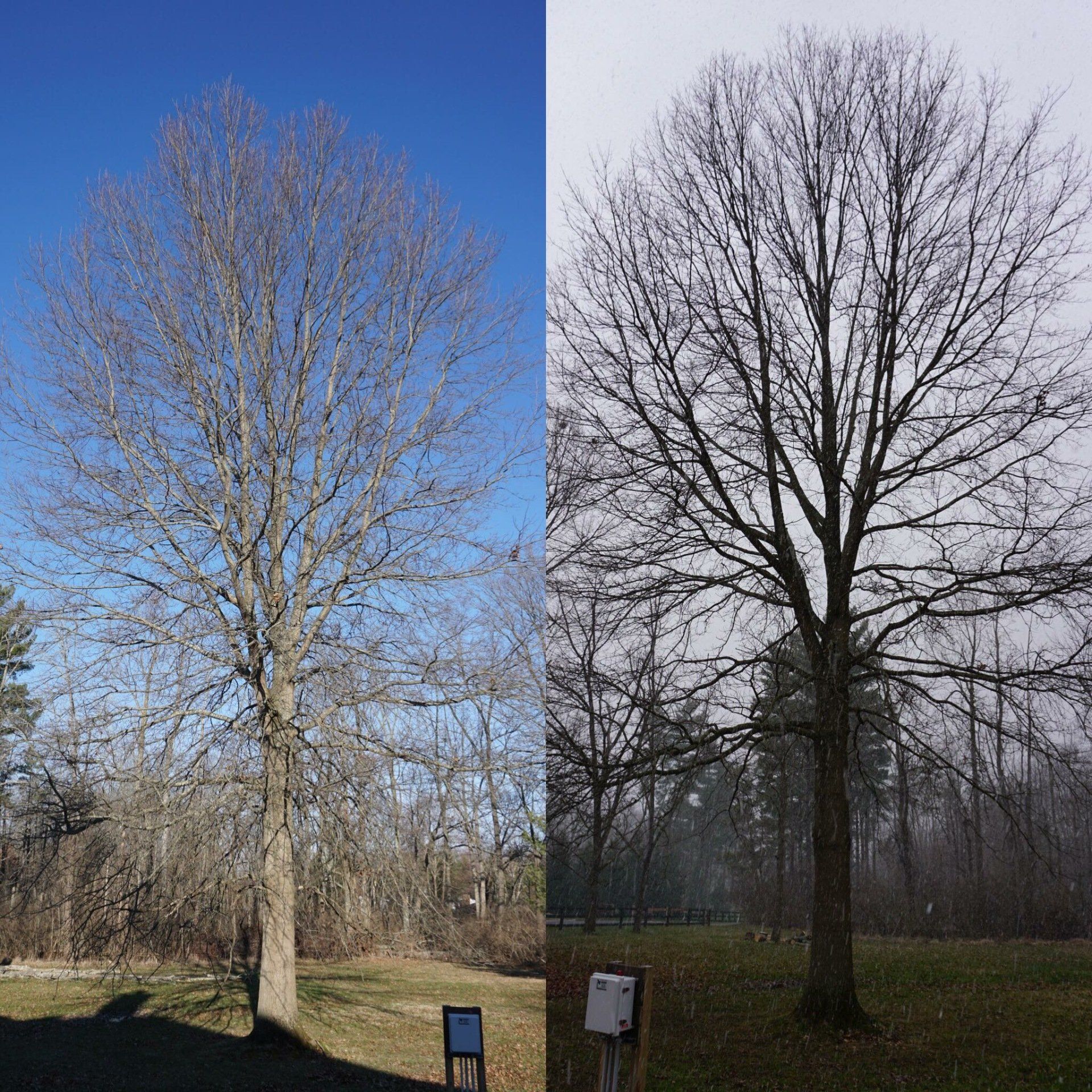 Before and After Tree Trimming Services