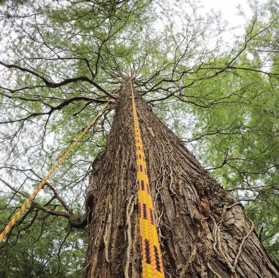 Tree Care Services