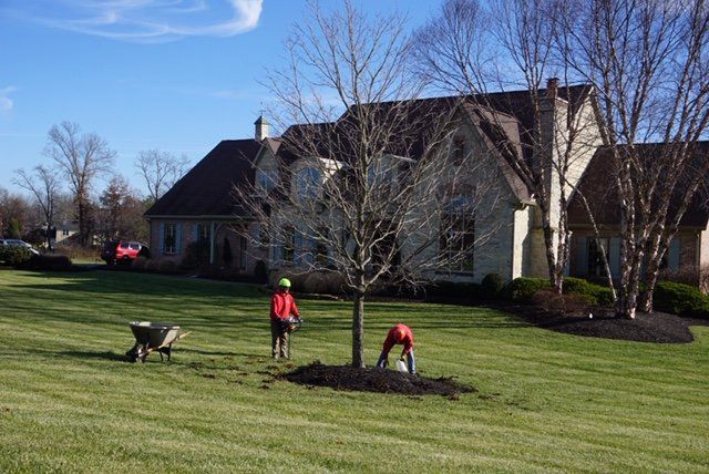 Tree Trimming and mulching services