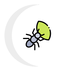 An ant is holding a green leaf in its mouth.