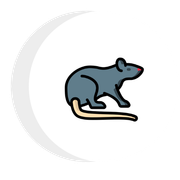 A mouse with a long tail is sitting on a white background.