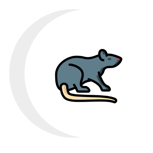 A mouse with a long tail is sitting on a white background.