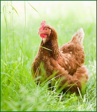 For quality free range eggs in Pontypool call 01873 880 421 or 07929 577 245 hen