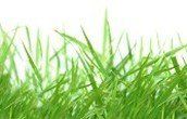 Grass - chemical lawn care in Bradenton, FL
