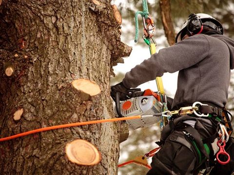 Arborist — Man Removing Hanging Branches in Broken Arrow, OK