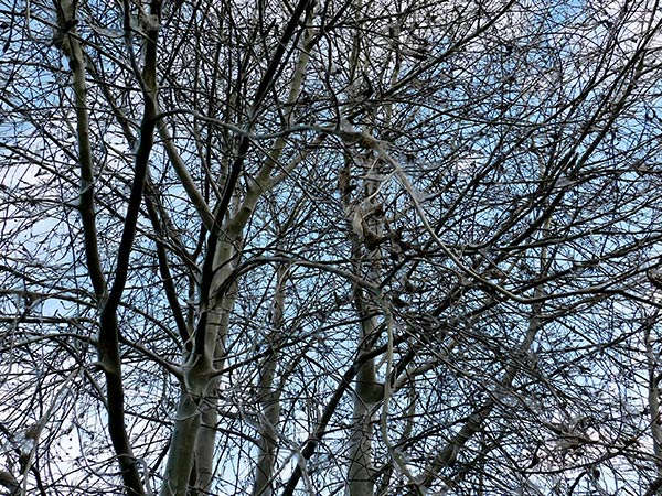 Tree Cutting — Tree without Leaves in Broken Arrow, OK
