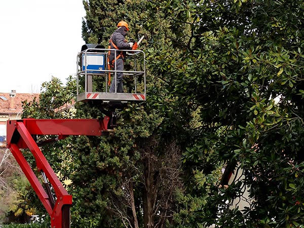 Tree Service Near Me — Man on a Crane Checking the Tree in Broken Arrow, OK