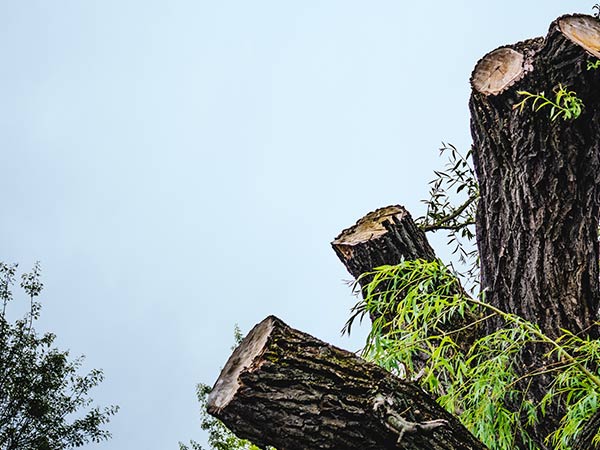 Tree Service — Tree Branches Trimming in Broken Arrow, OK