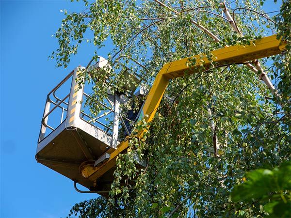 Tree Removal — Man Working on Trimming the Tree in Broken Arrow, OK