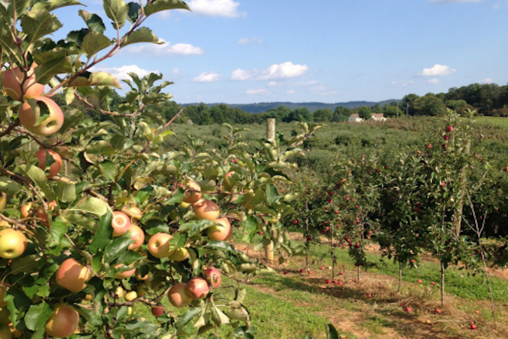 Apple orchard with rows of trees laden with ripe apples under a blue sky.