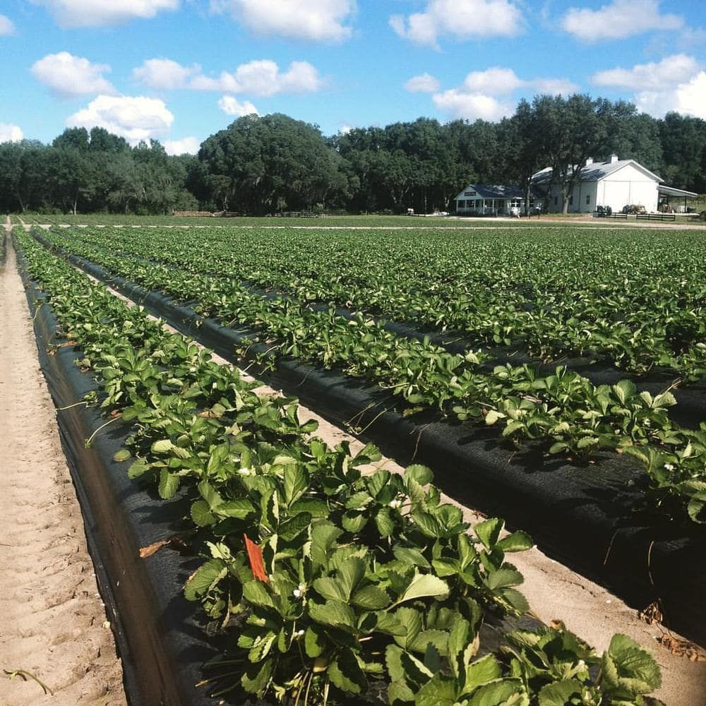 Farm Photos Snapshots from Oak Haven Farm & Winery