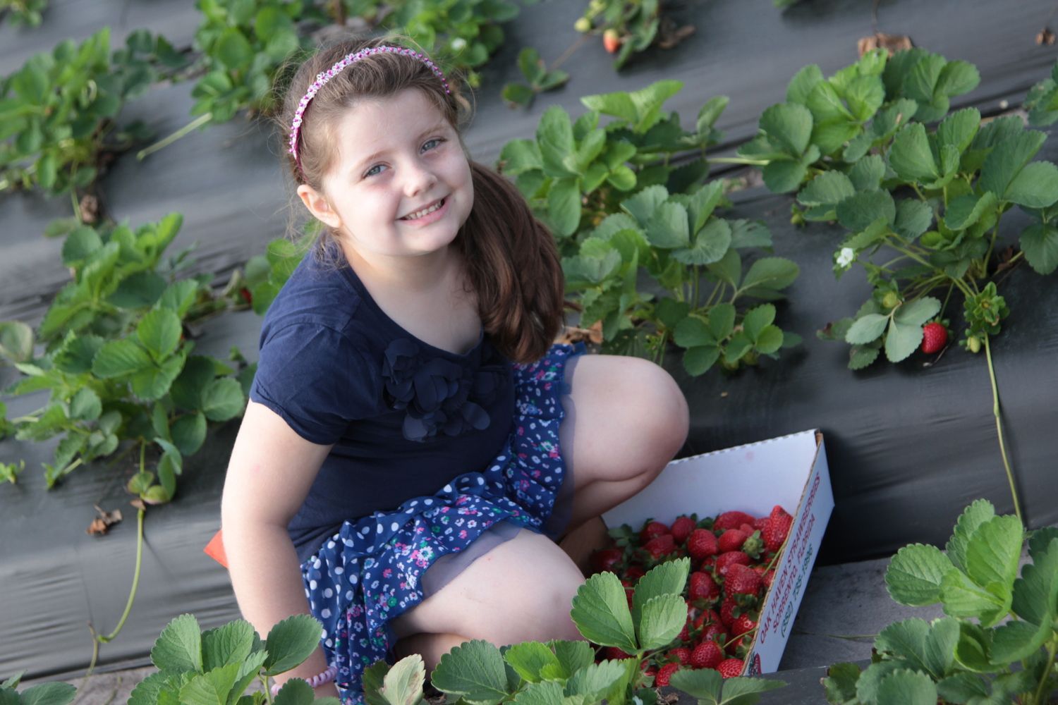 Farm Photos Snapshots from Oak Haven Farm & Winery