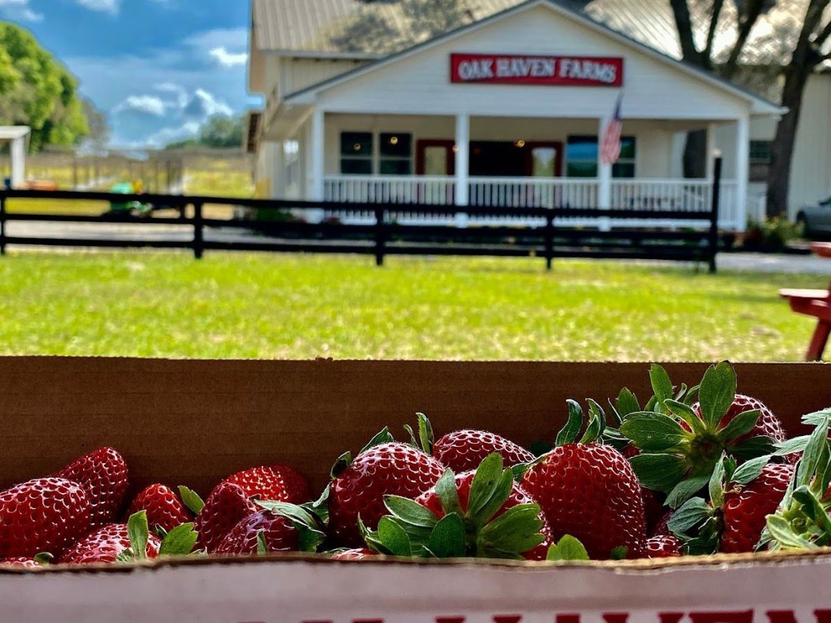 About Oak Haven Farms & Winery Creating a Legacy