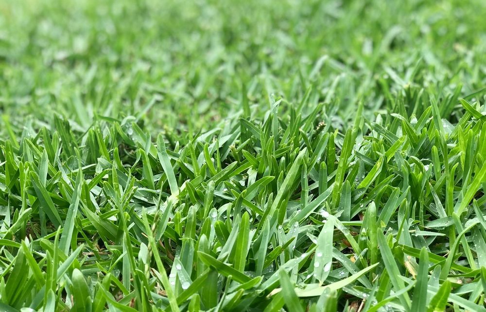 Close up image of a grass