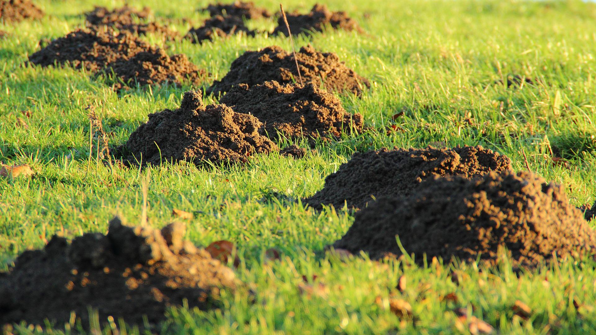 Best Soil for Lawn Top Dressing Wide Bay Turf