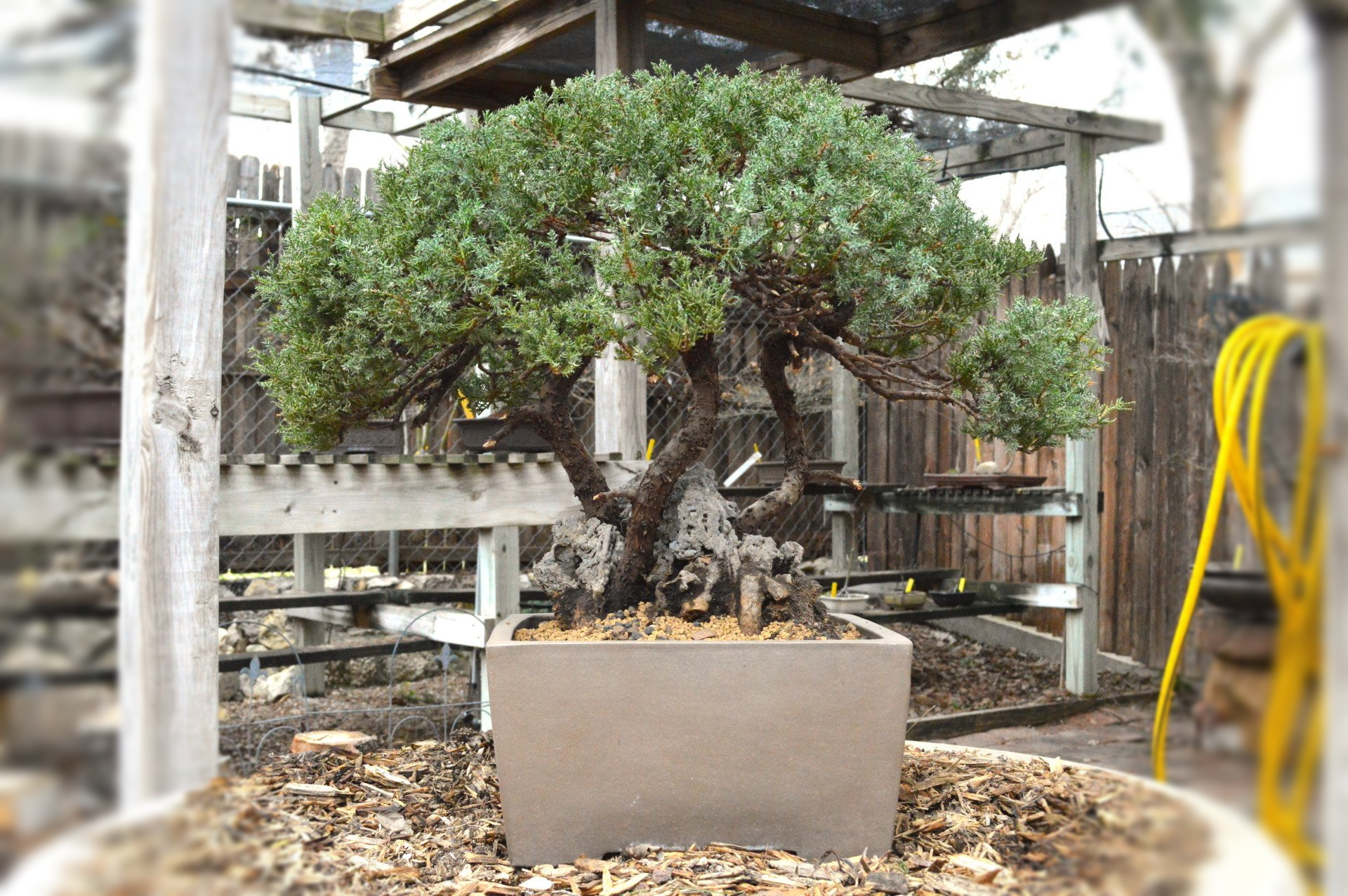 bonsai trees