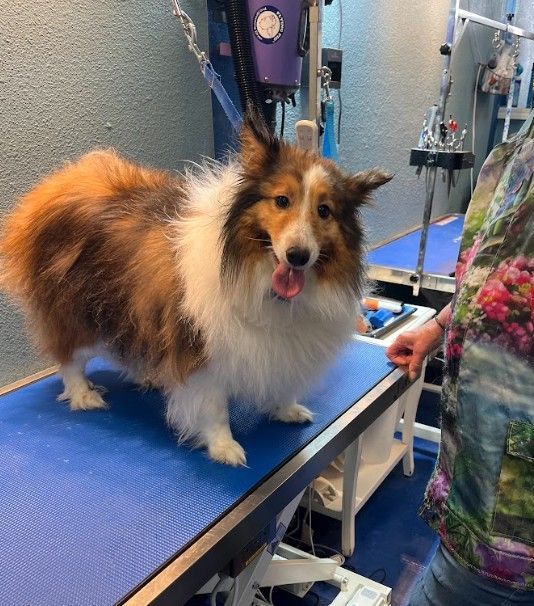 top-rated pet groomer near me