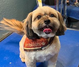 dog deshedding service near cottonwood ca