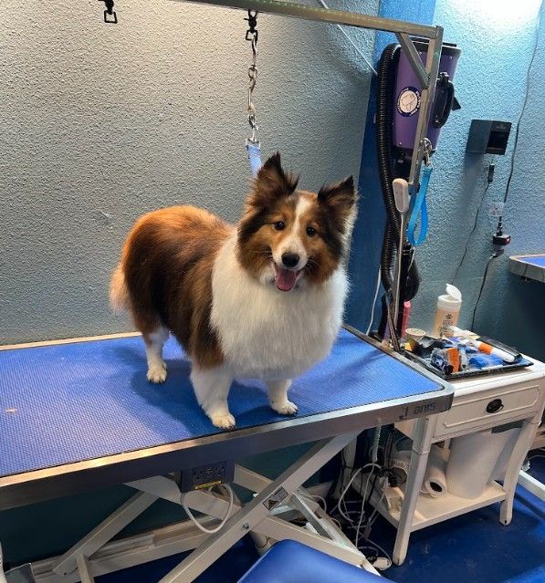 dog grooming anderson ca 96007