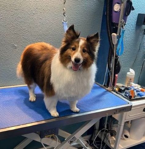 Petco dog grooming services near Redding, CA