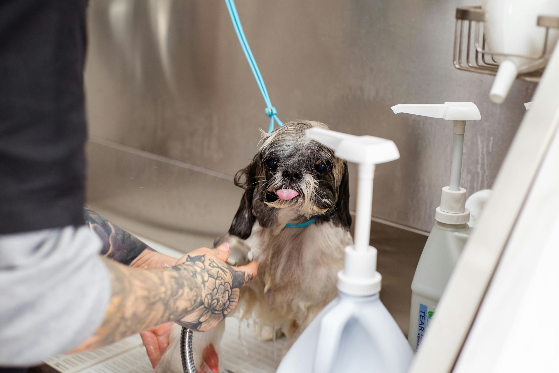 best rated dog groomer in anderson ca 96007