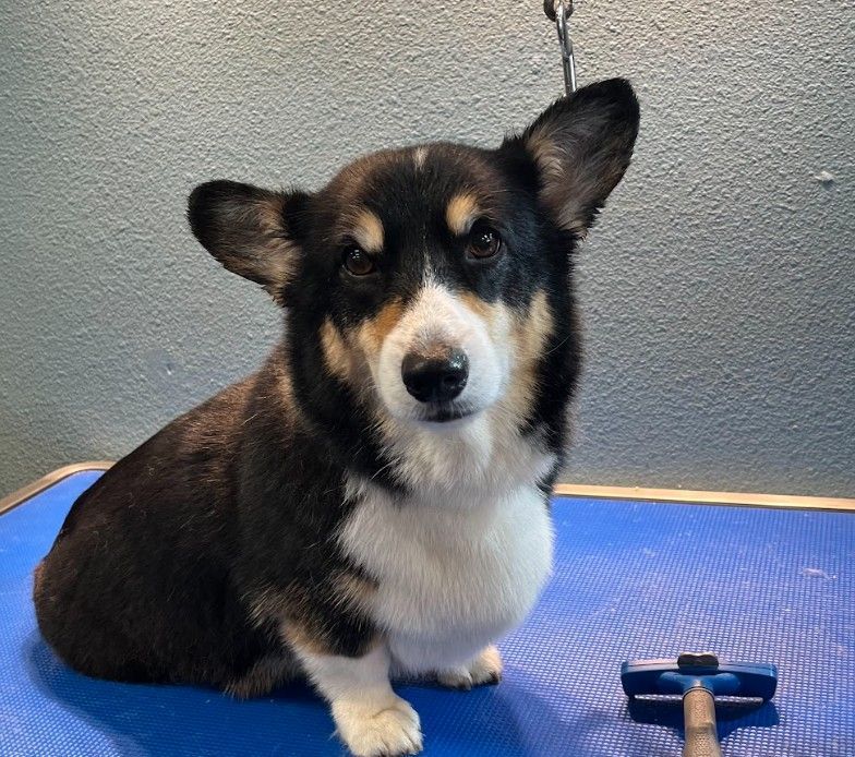 Cottonwood, CA dog grooming has many health benefits for your pet