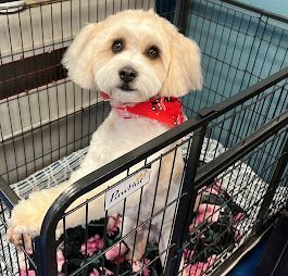 dog grooming has many health benefits for your pet