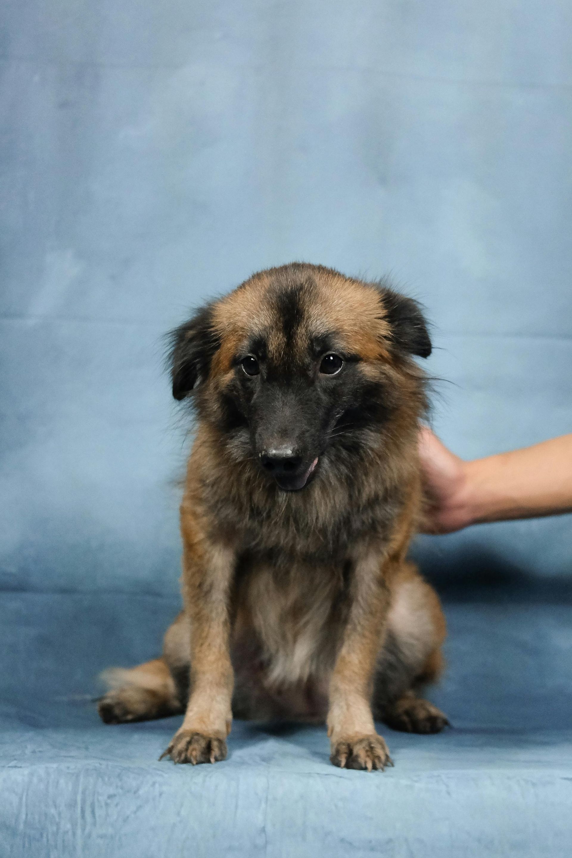 dog groomers redding ca