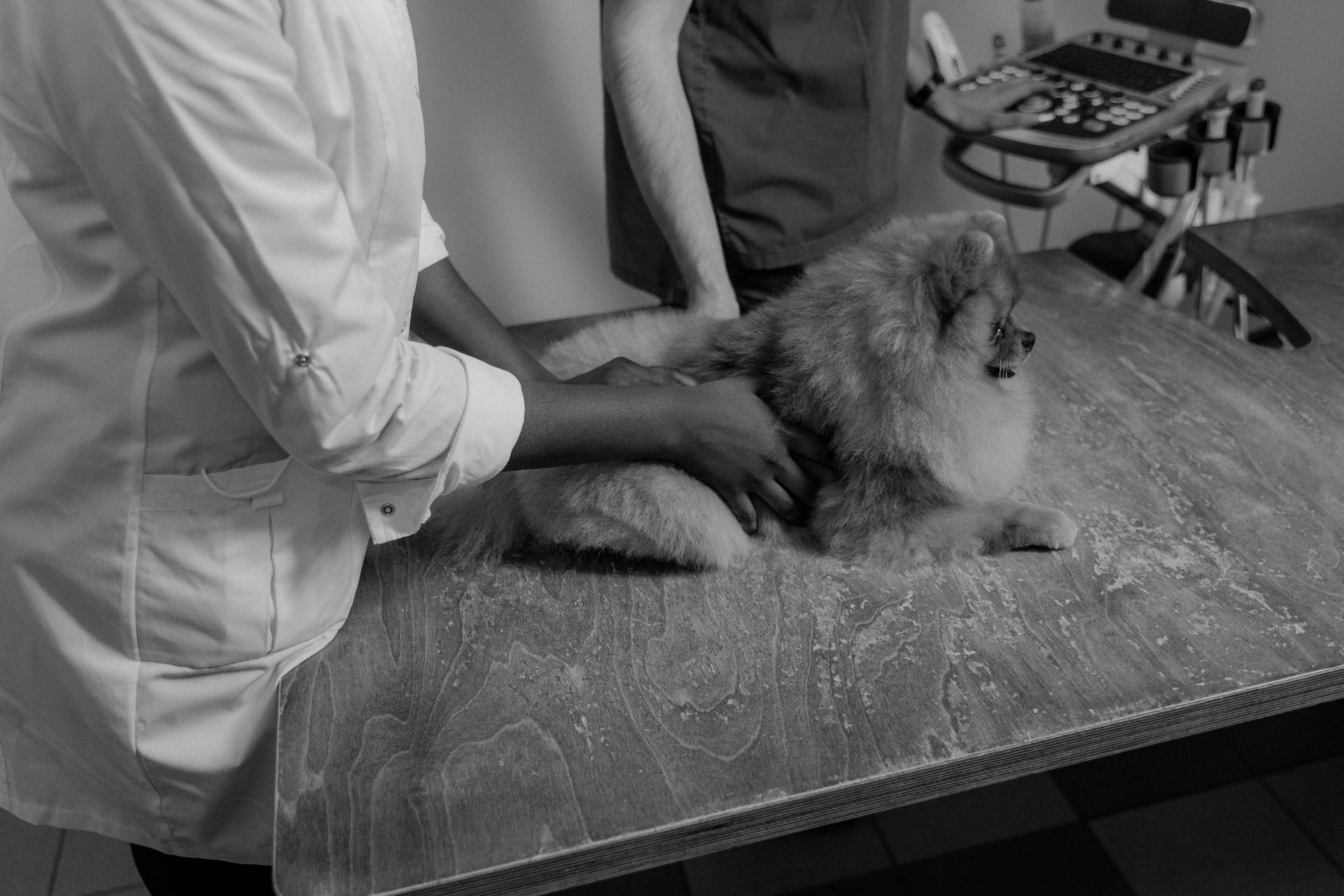 dog grooming anderson ca