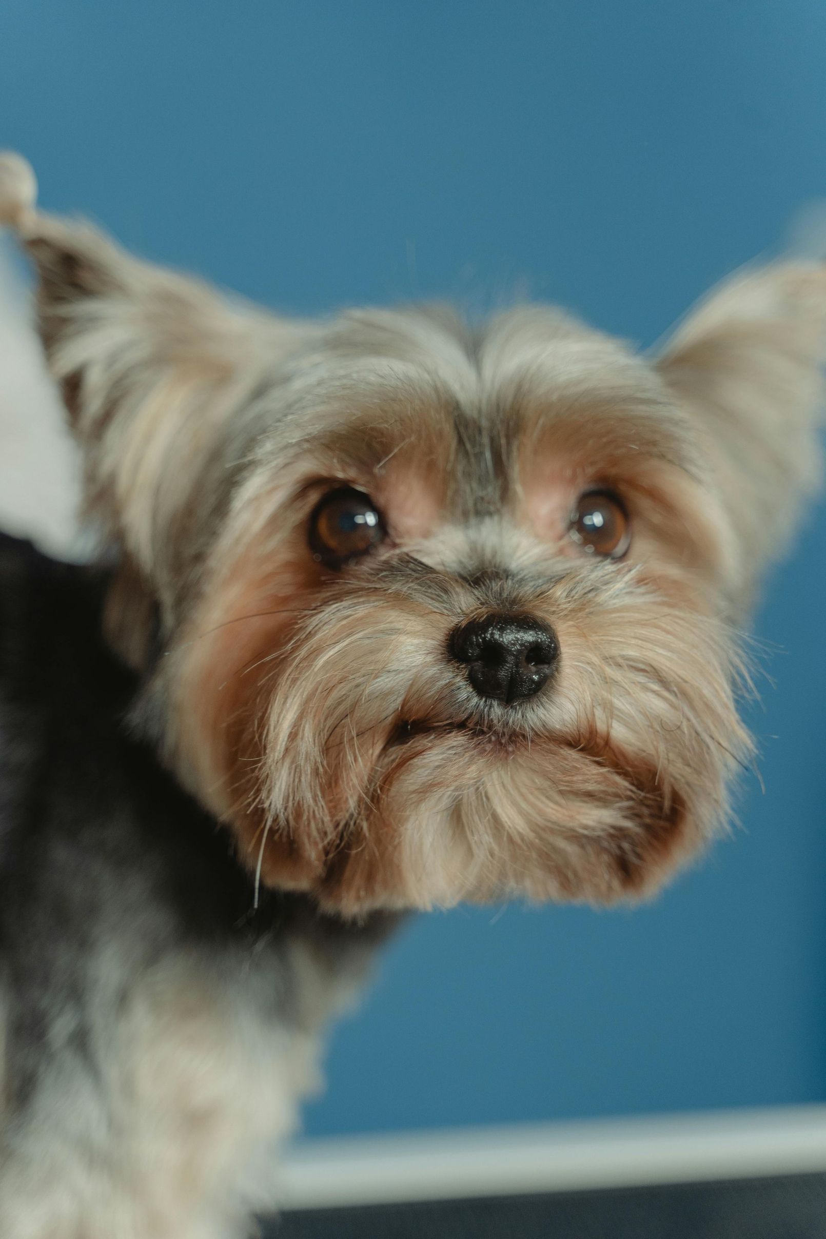 redding ca highly-rated dog grooming services nearby