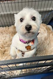 best rated dog grooming services in anderson ca 96007