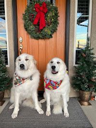 best rated dog grooming services in anderson ca 96007