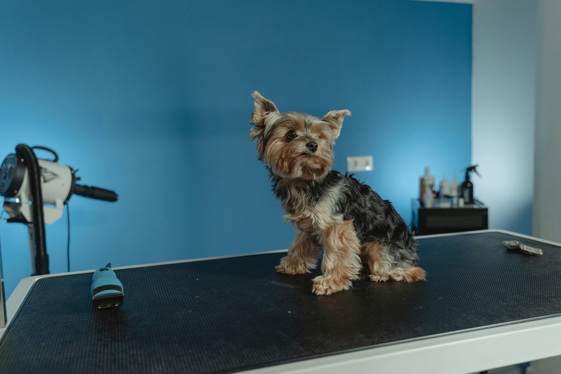 dog grooming services near me