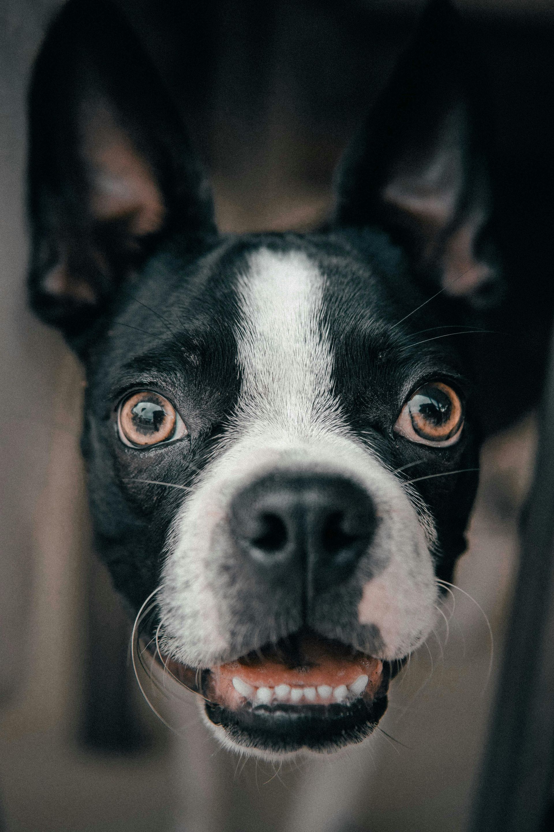 your dog deserves comfort during the summer with deshedding service to keep your furry friends cool!