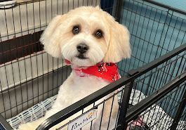 dog grooming services lake ca cottonwood