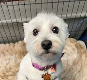 dog grooming shasta lake 