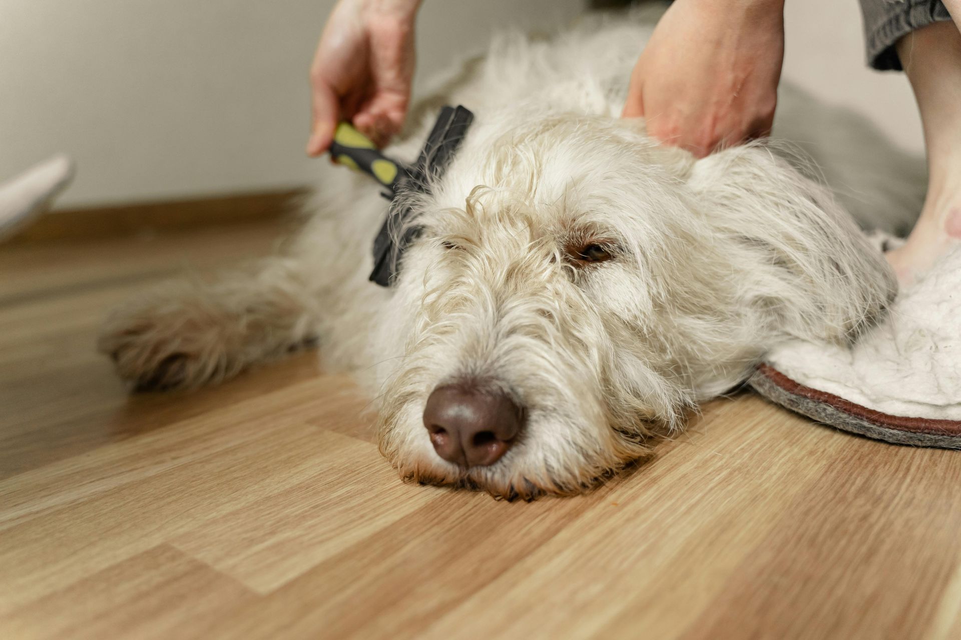 pet care professionals in shasta county