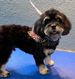 redding ca best rated dog groomers 96003