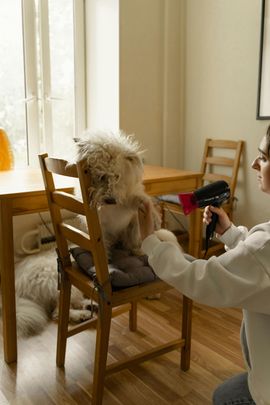 dog deshedding service near cottonwood ca