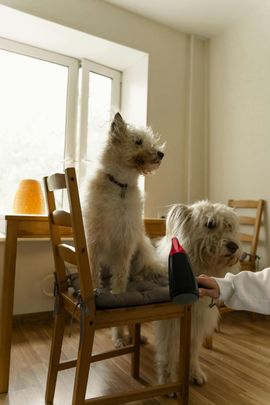 dog deshedding service redding ca 96002