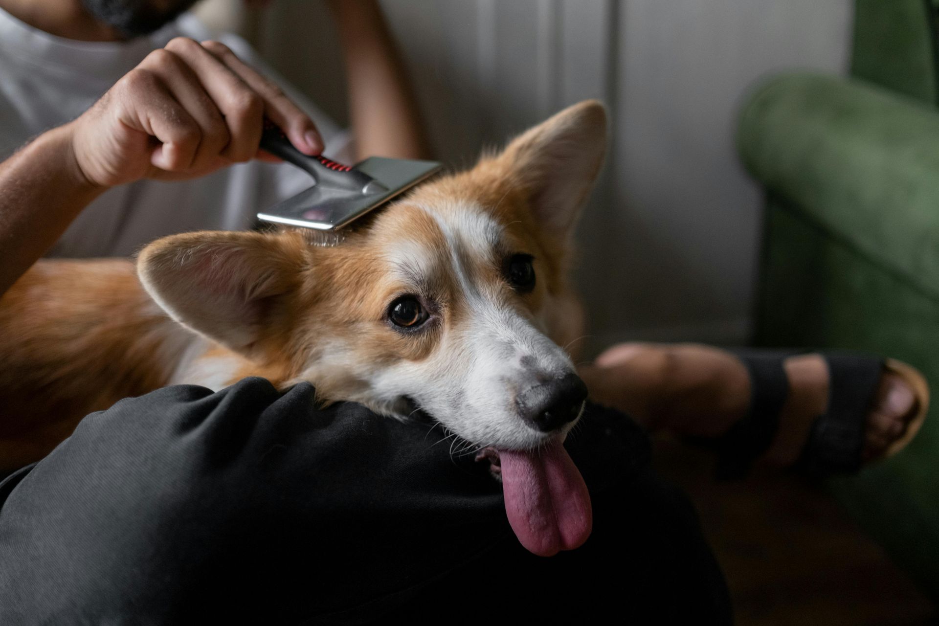 small dog grooming near me anderson ca