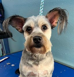 dog deshedding services near me