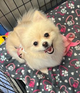 dog deshedding service redding ca 96002