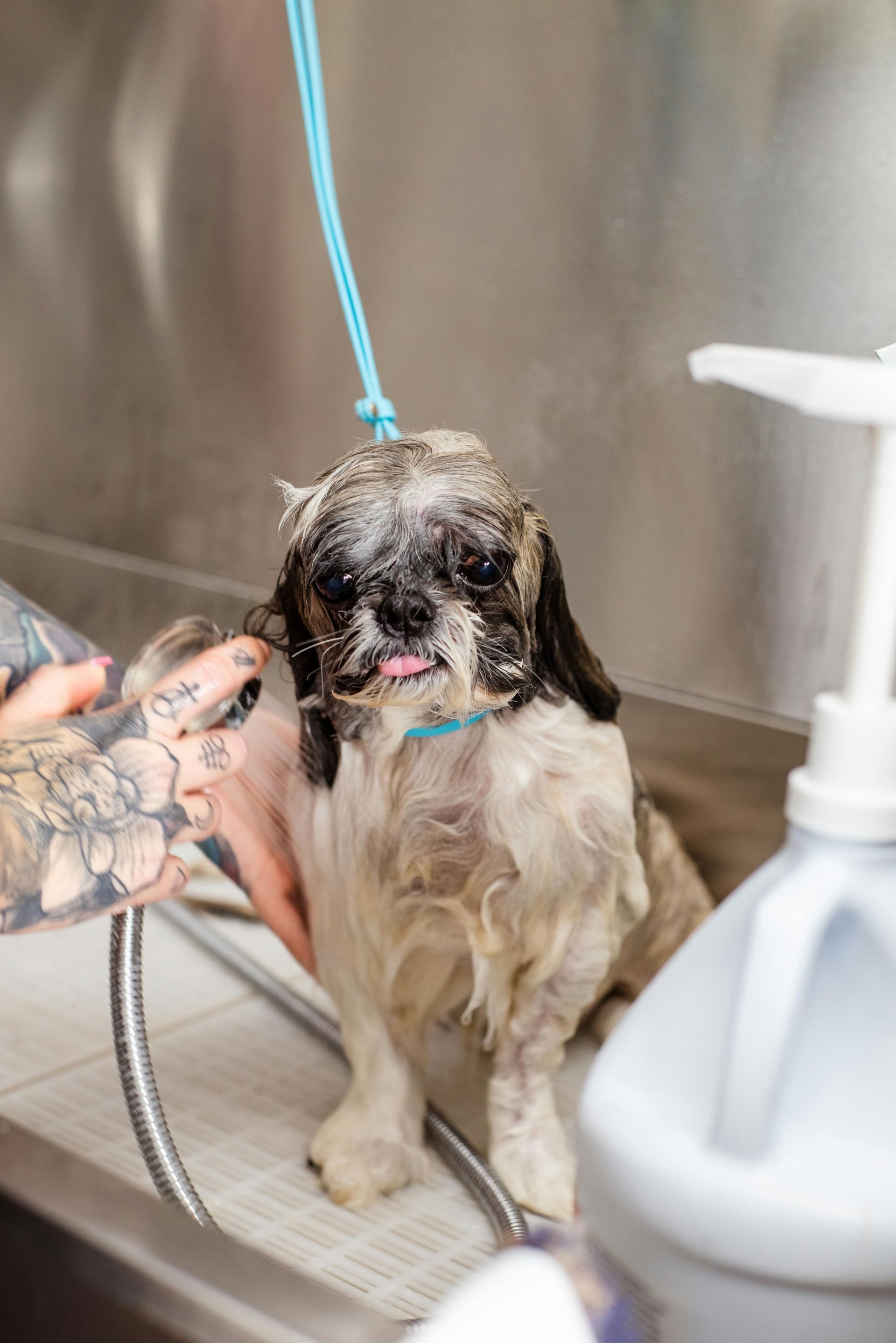 dog grooming has health benefits