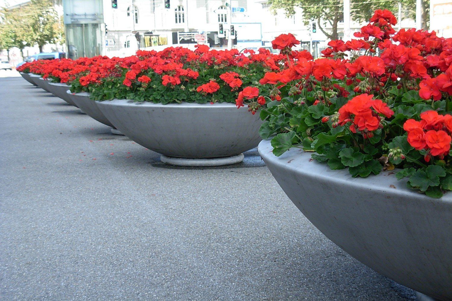 Edelstahl-Blumenschalen mit roten Geranien auf einer Strasse
